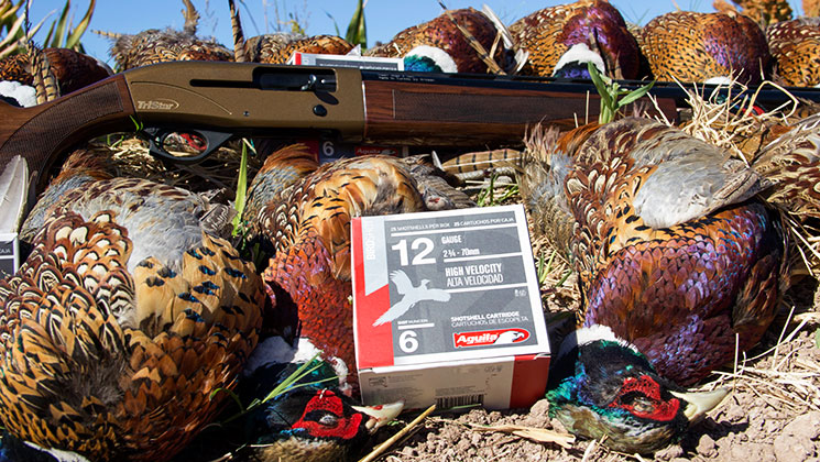 Guns and Gear for a Mexico Upland Hunt | An Official Journal Of The NRA