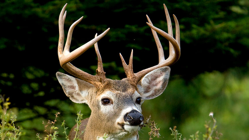 floridadeerbaglimit_lead.jpg