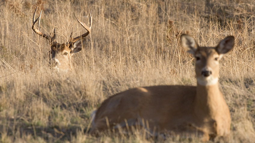 Deer Hunting: Win the Lockdown Battle | An Official Journal Of The NRA