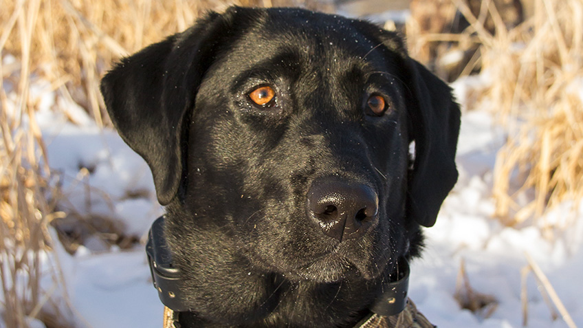 know-how-calmthatdog_lead.jpg