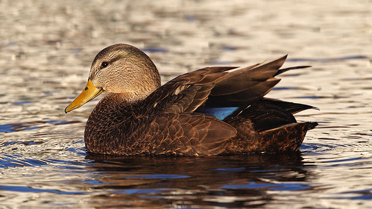 blackduck_lead.jpg