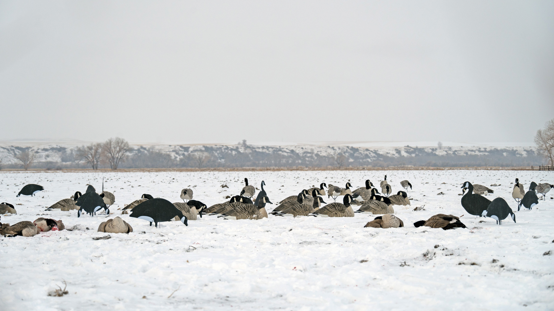 Geese in snow field decoy hunting