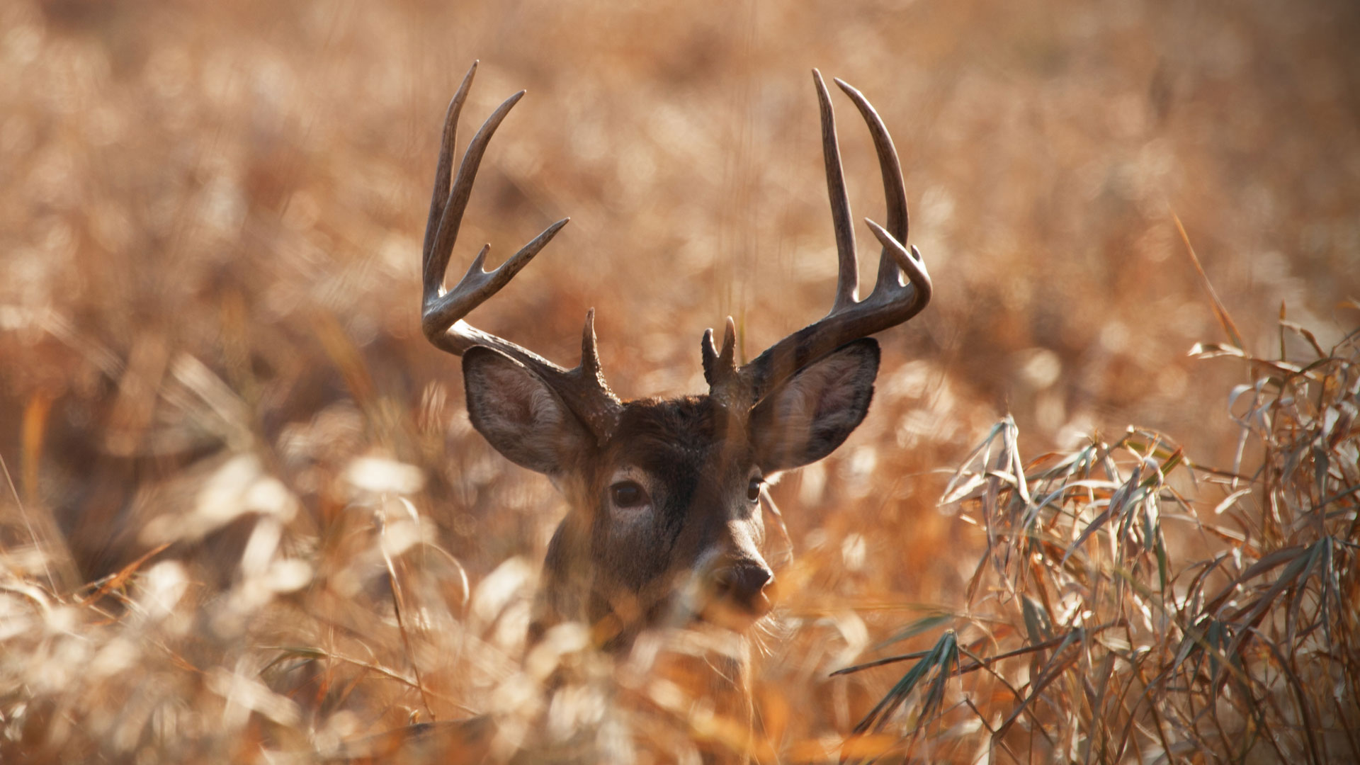 Buck Hidden In Tall Grass