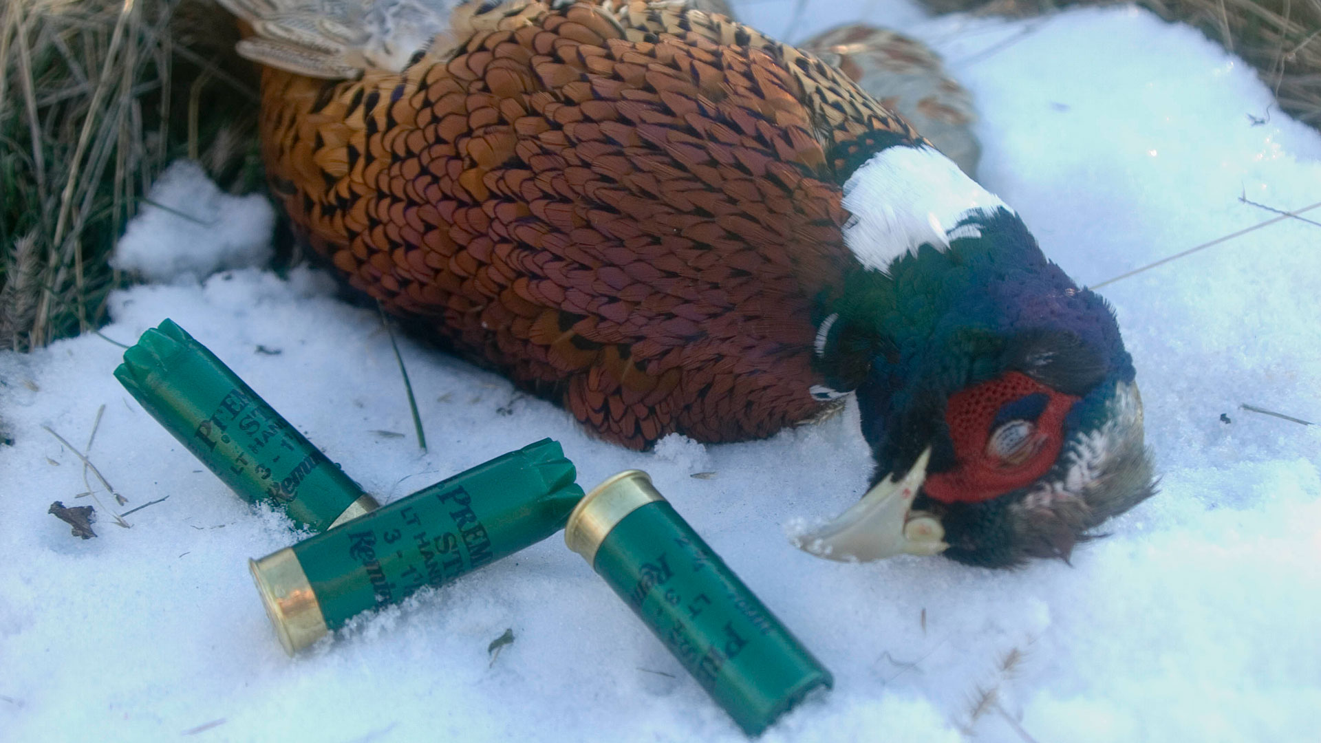 Pheasant with shotshells