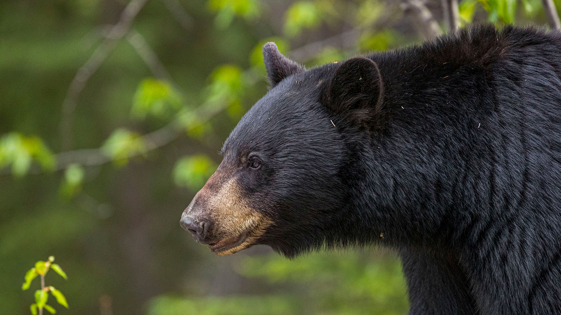 5 Expert Tips for Bear Hunting Over Bait • Outdoor Canada