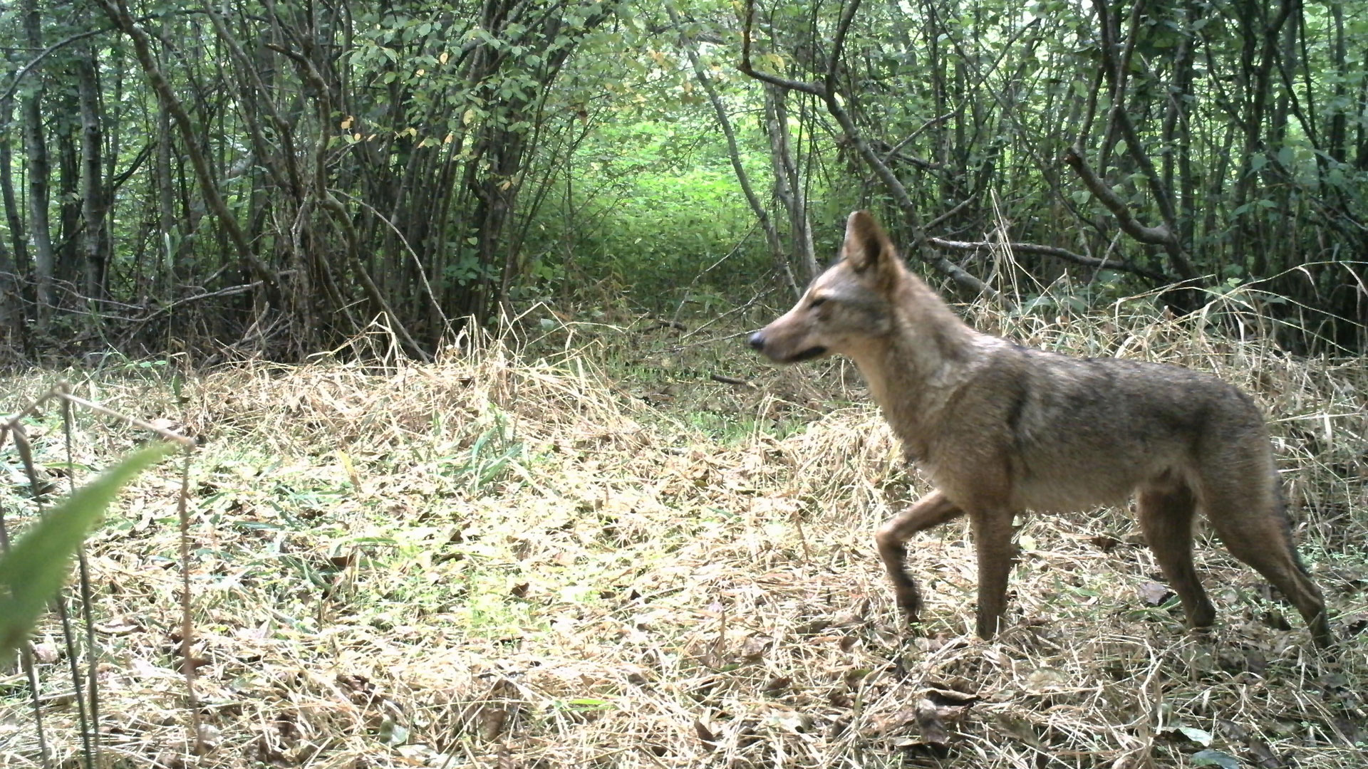 Coyote staring into distance