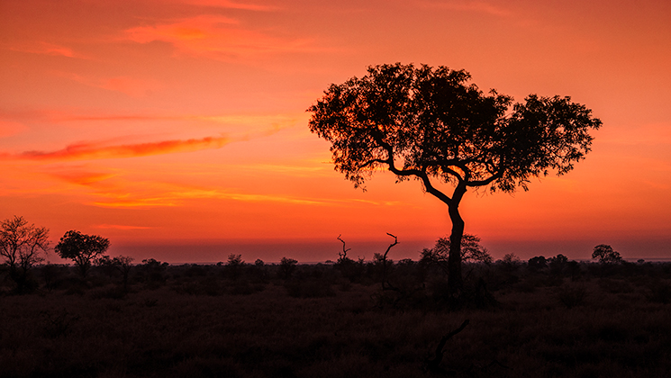 planning_africa_hunt_f.jpg
