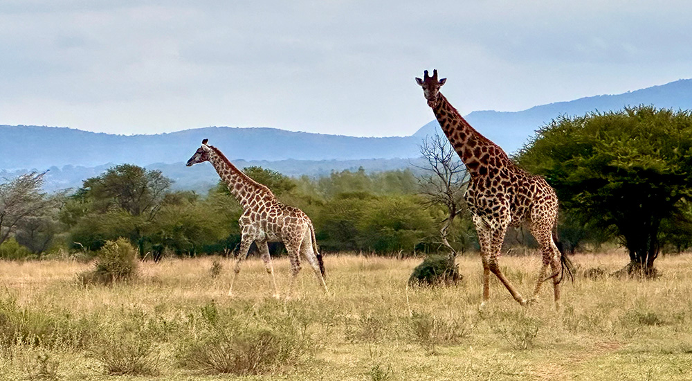 Two giraffe in South Africa in grassy field.