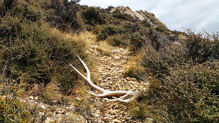 Elk shed on sale