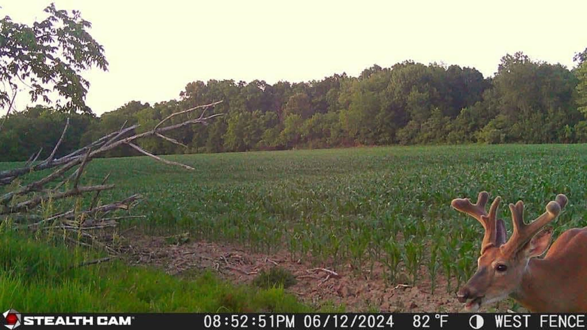 Deer in the corn