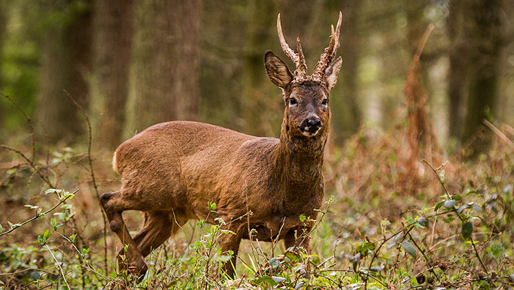 deer_ona_midsummers_eve_f.jpg
