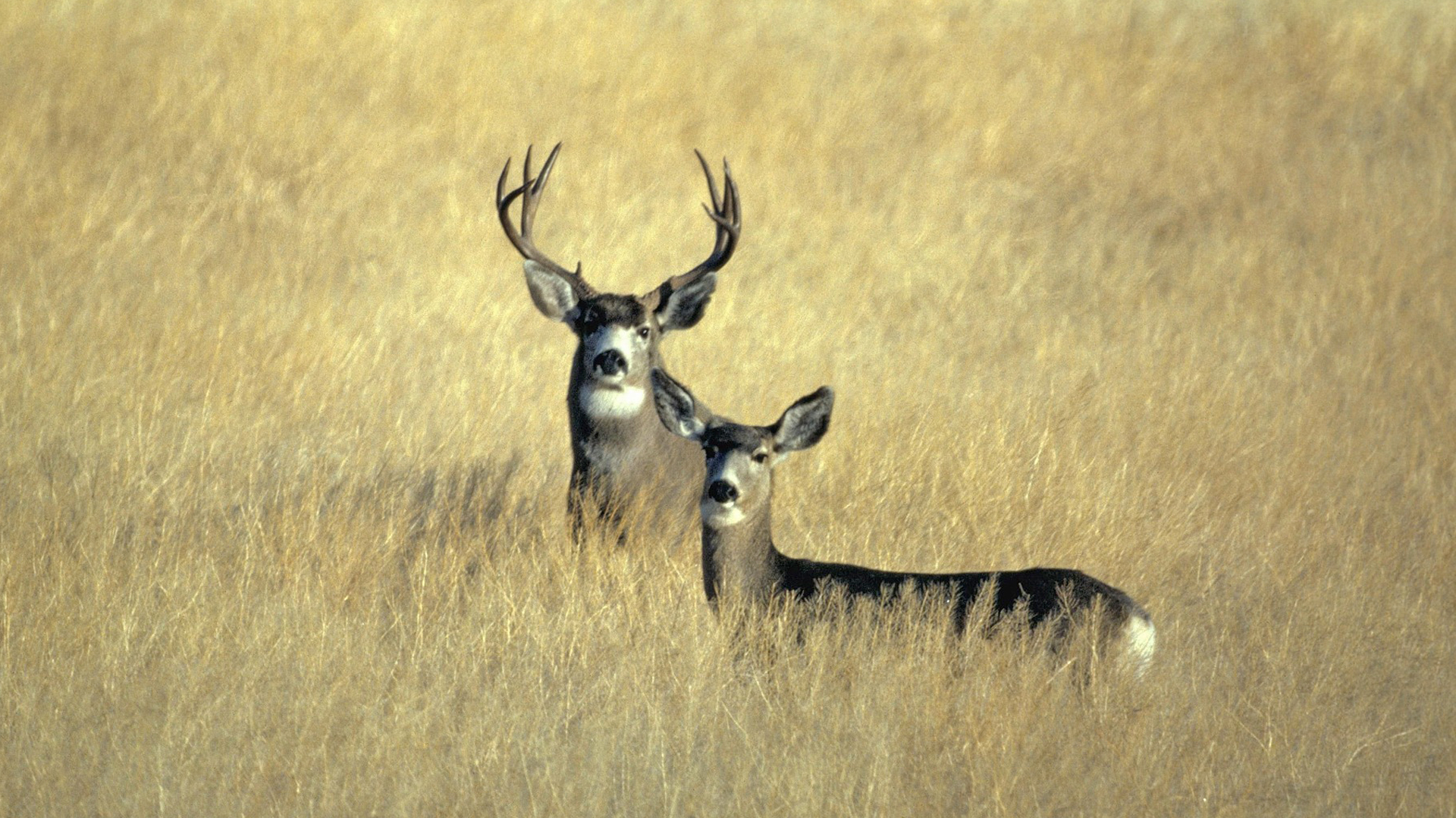 Mule Deer In A Field