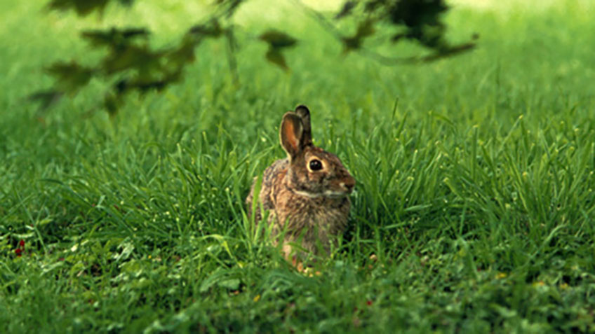 20111229111140-rabbit_lead.jpg