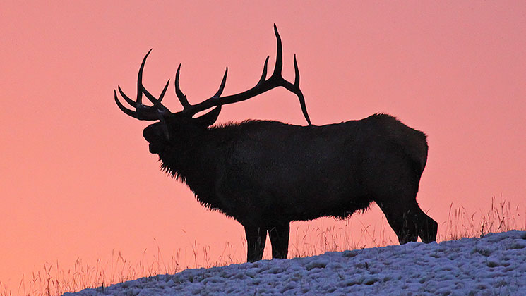elk_luck_legend_f.jpg