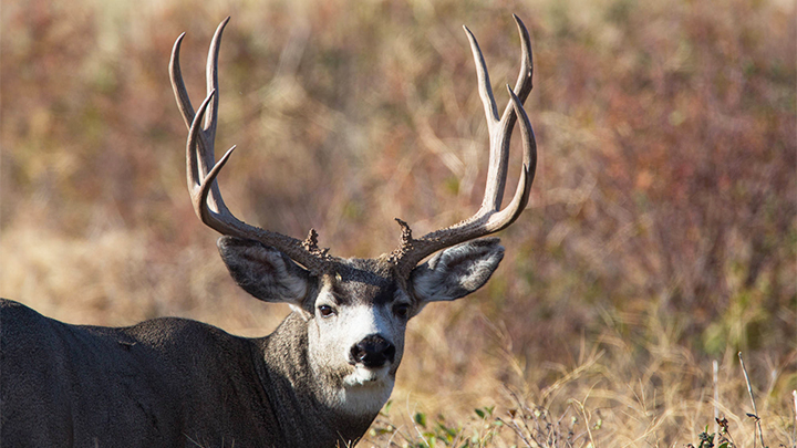 Best in the West: Coveted Hunting Tags for Western States