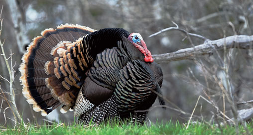 2011321173012-game_profile_turkey_f.jpg