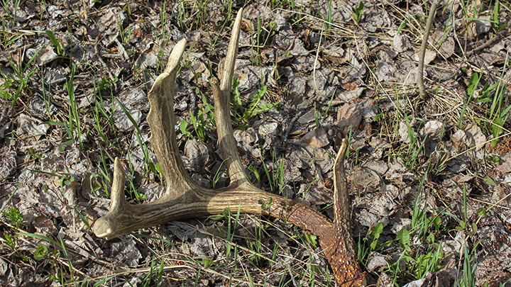 6 Fascinating Facts About Antlers | An Official Journal Of The NRA