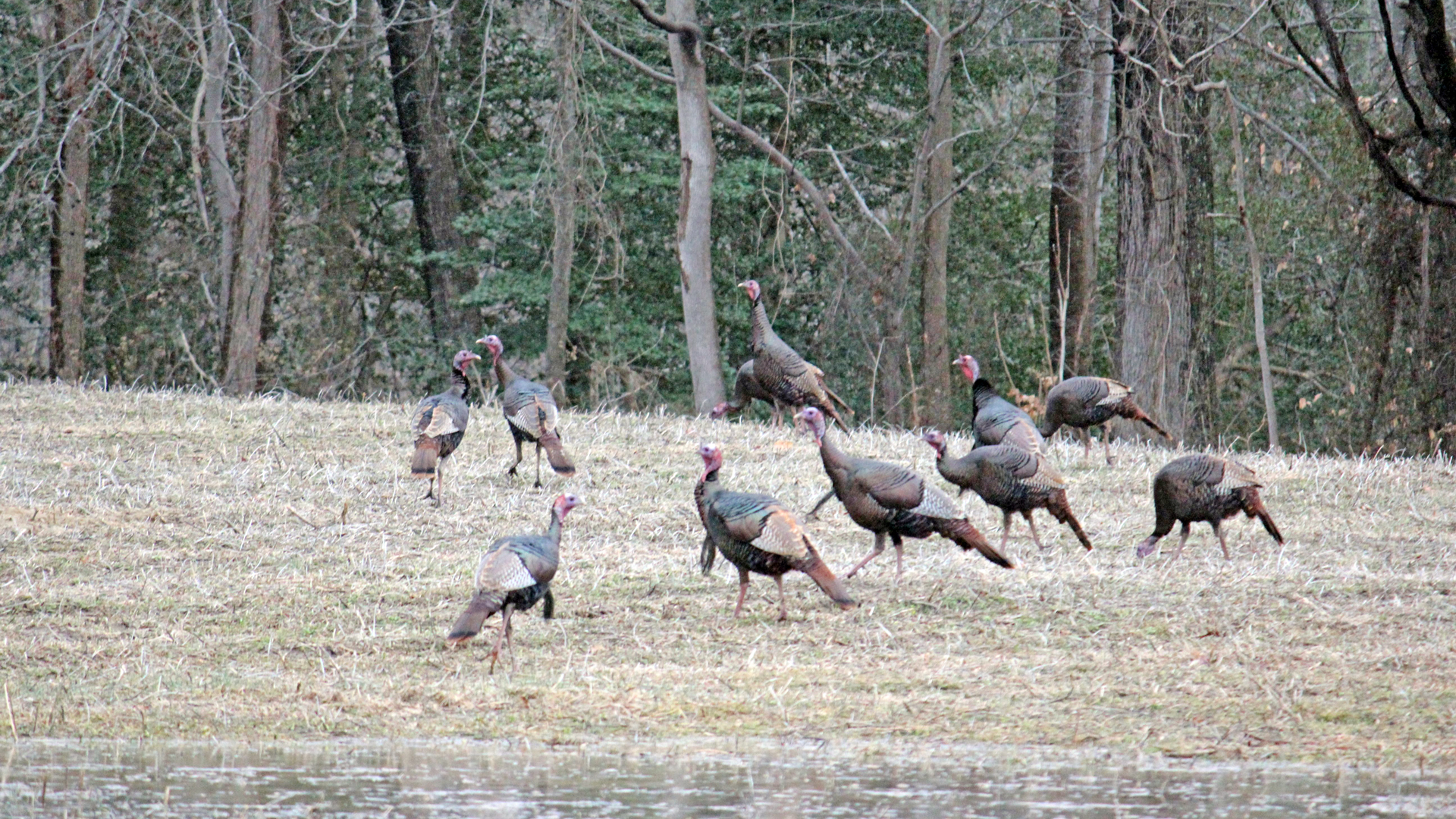 Gaggle of turkeys