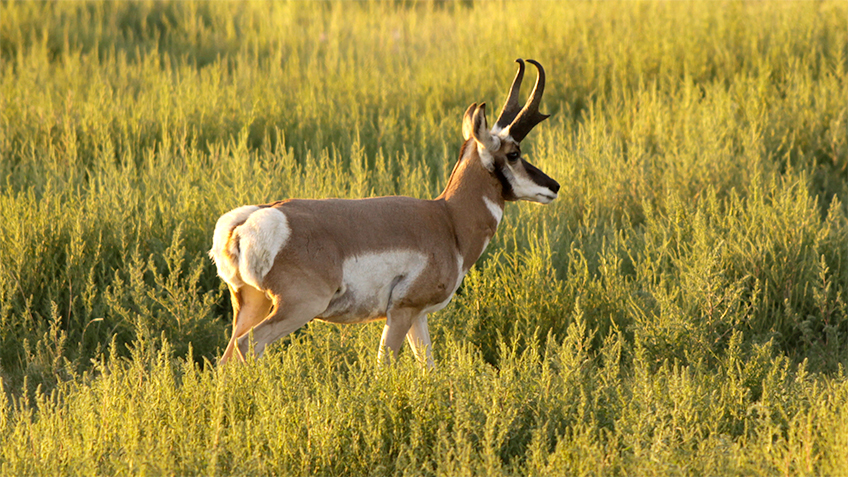 know-how-setyourwatch-pronghorn_lead.jpg