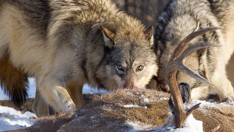 Wyoming Expands Wolf Hunting Season | An Official Journal Of The NRA