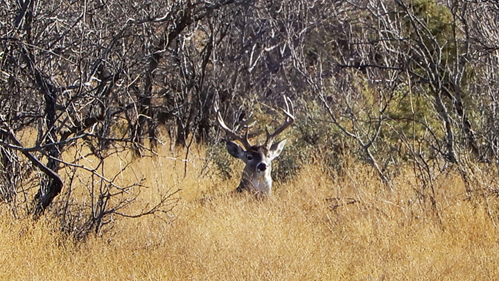 hunt-overlooked-edges-for-whitetail-ambushes_lead.jpg
