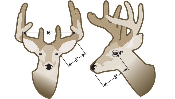 summer_bucks_f.jpg