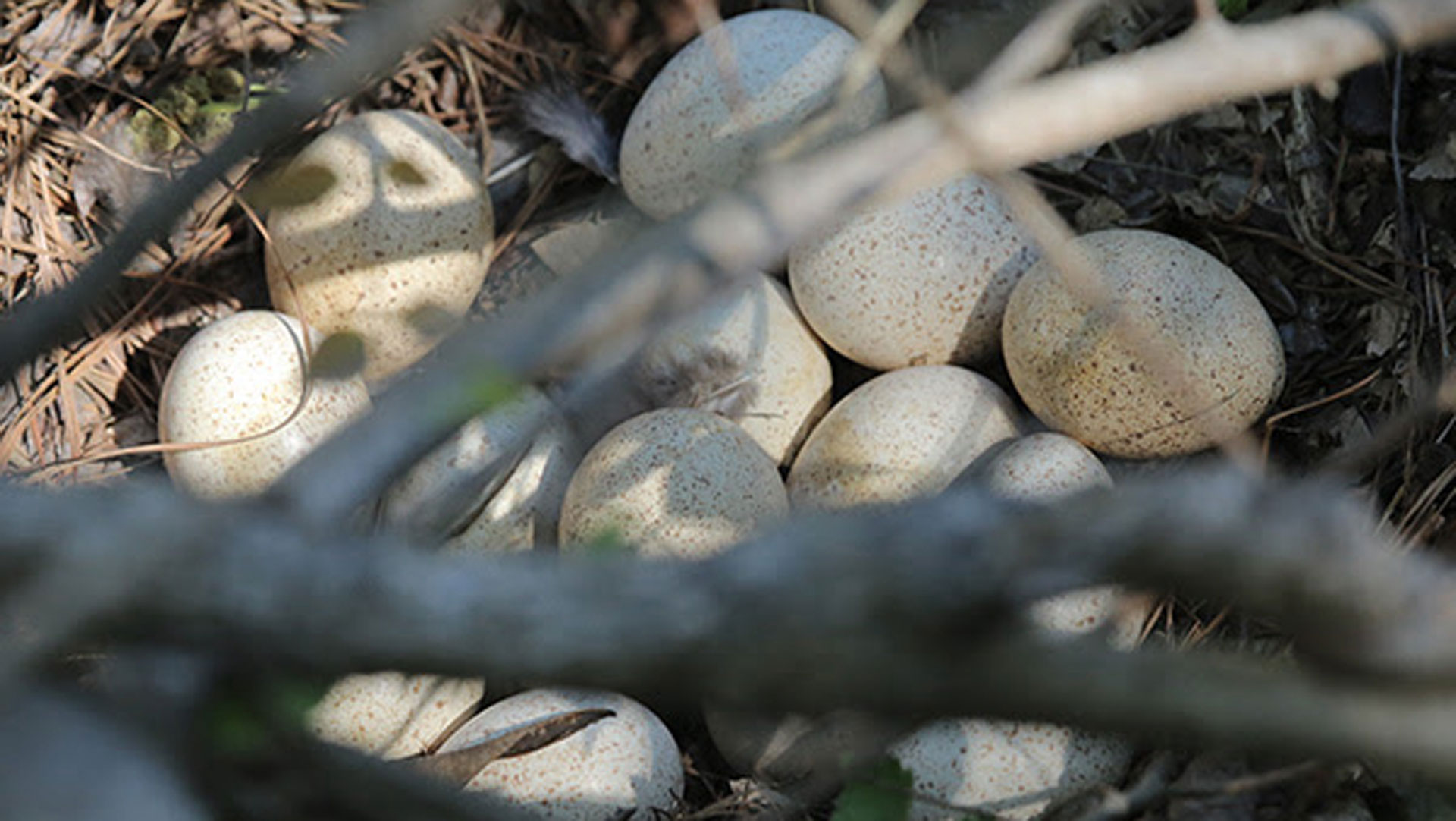 Mainwild Turkey Eggs