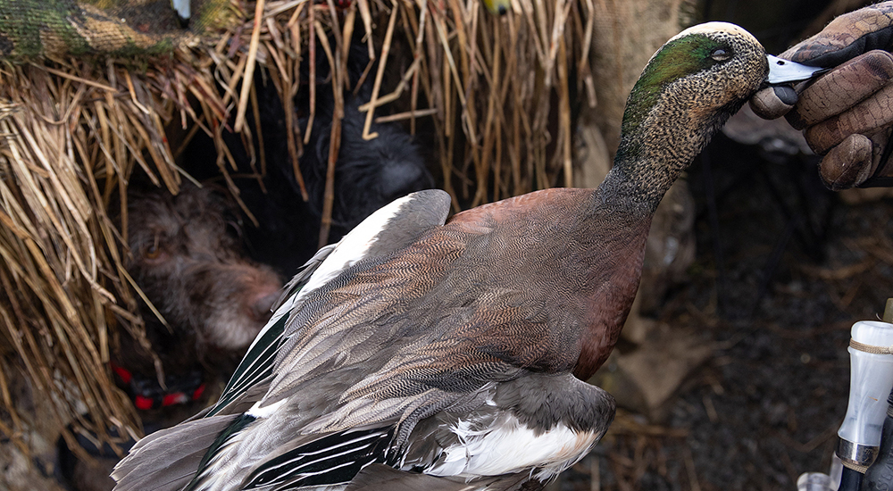 Wigeon drake duck.