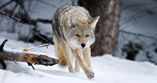 201319163538-basics_predator_hunting_f.jpg