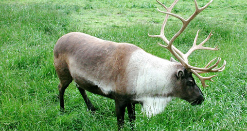 201281791021-caribou_profile_h.jpg
