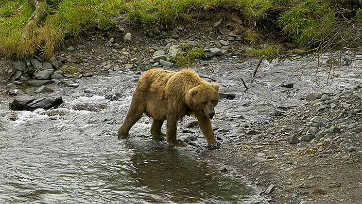 grizzly_update_2.jpg