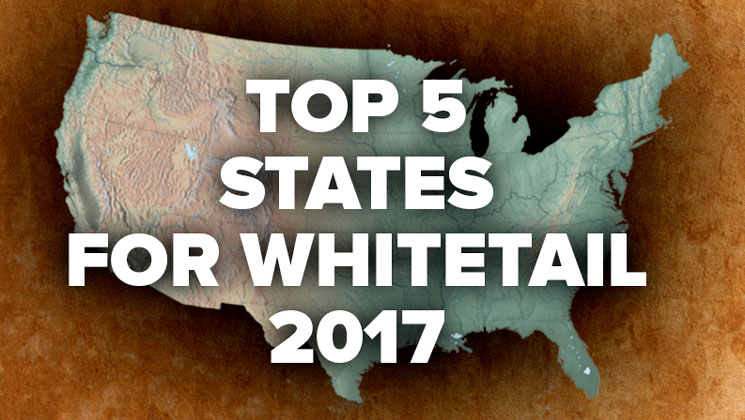 top5stateswhitetail.jpg