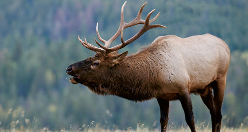 How to Hunt Everyman's Elk | An Official Journal Of The NRA