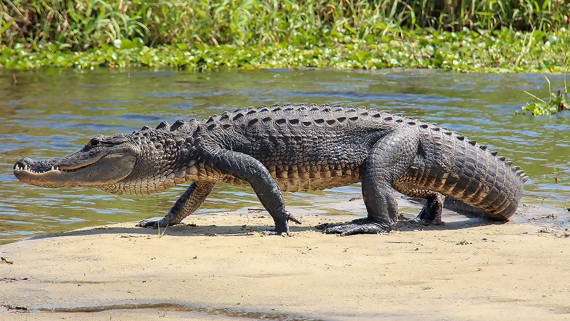Hogs And Gators On Floridas Space Coast Lead