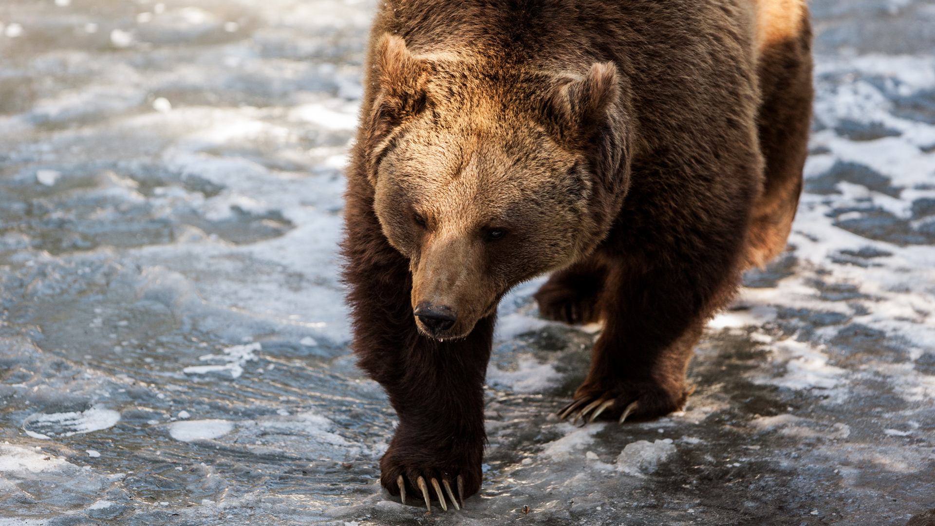Grizzly Bear In The Water