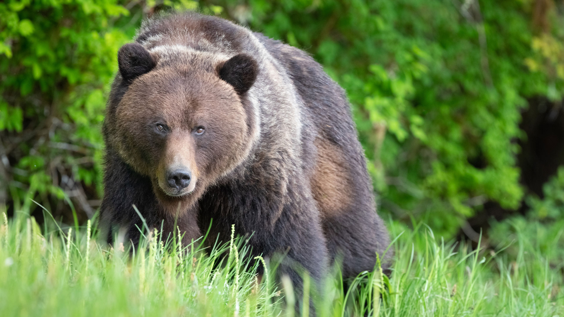 5 Good Wyoming Grizzly Bear Recipes [VIDEOS]