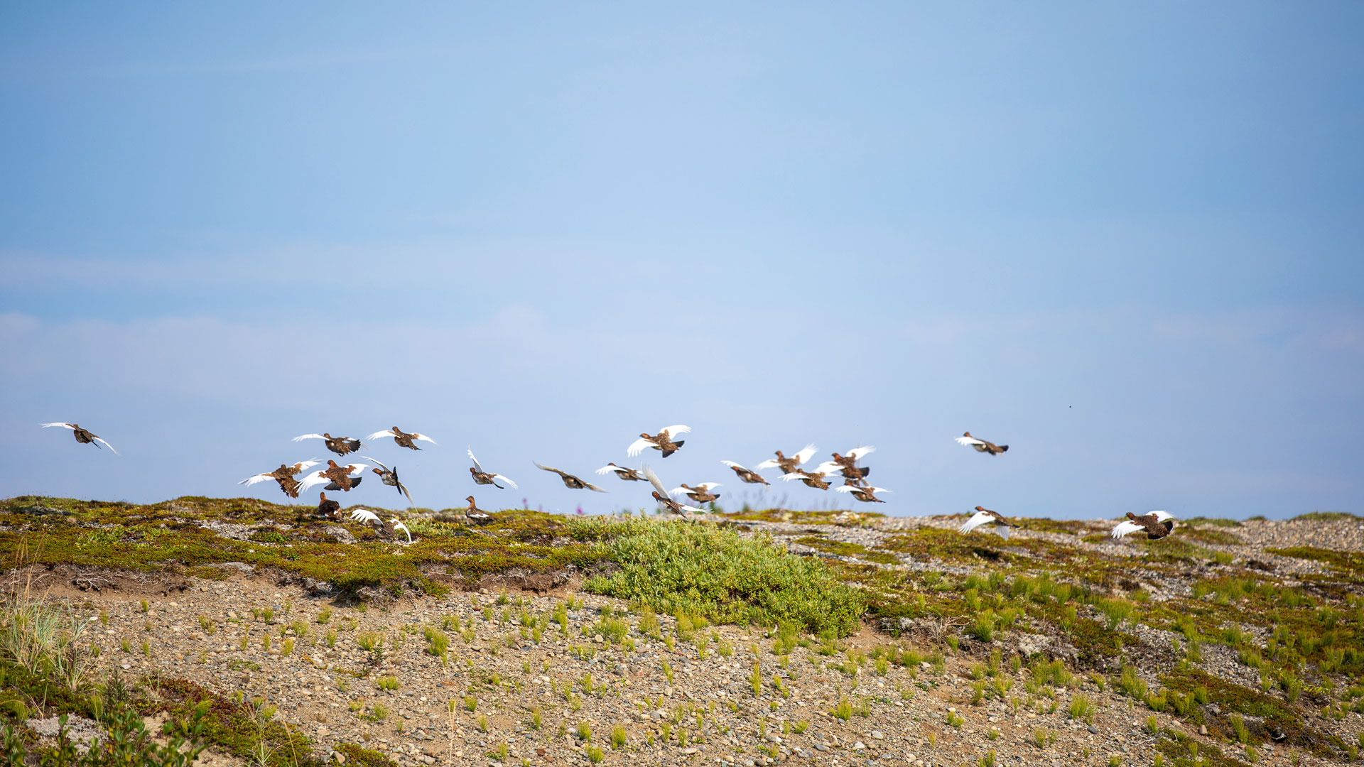 Ptarmigan