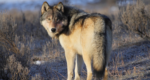 2013227111454-wolf_f.jpg