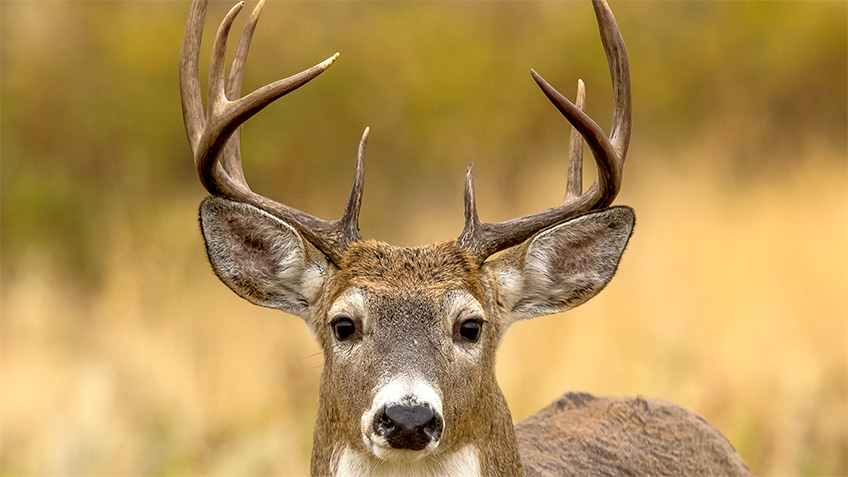 Oh Snap! Which Parts of Deer Antlers Break Most Often?