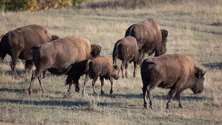 bison_usfws_grand_canyon.jpg