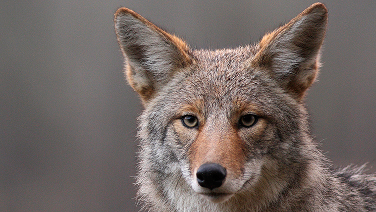 coyote cottontail distress