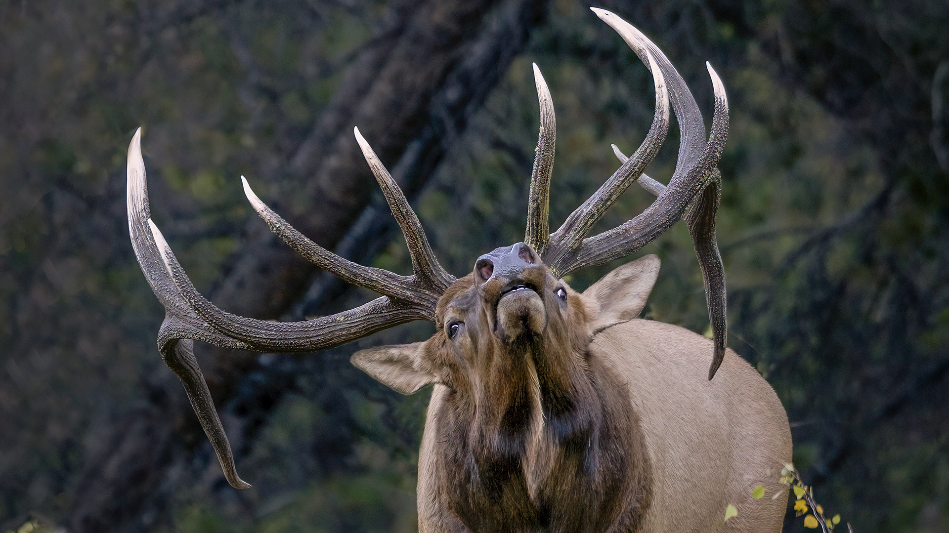 What To Do When Elk Wont Respond To Calls Lead