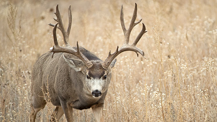 Coffee, Classic Country And Colorado Mule Deer | An Official Journal Of ...