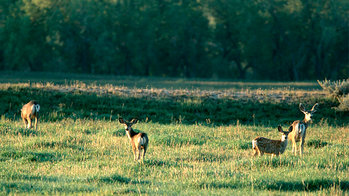 summer-scouting-muley-mojo_lead.jpg