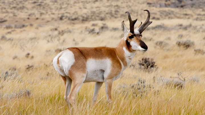 Rifles, Optics and Tactics for Pronghorn Hunting | An Official Journal ...