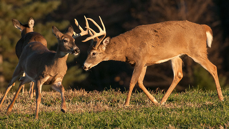 rut_hunters_trifecta_f.jpg