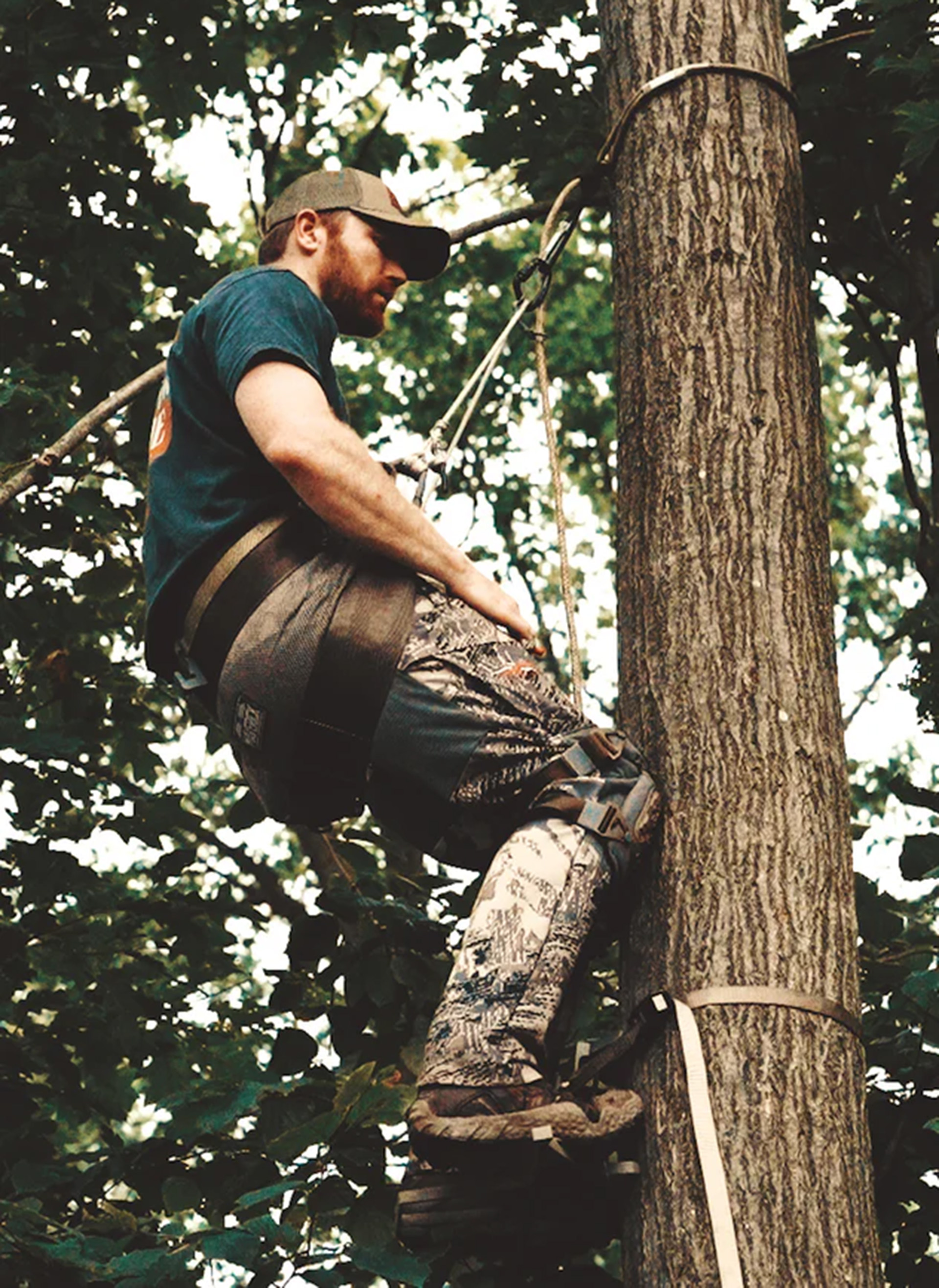 Maverick up a tree