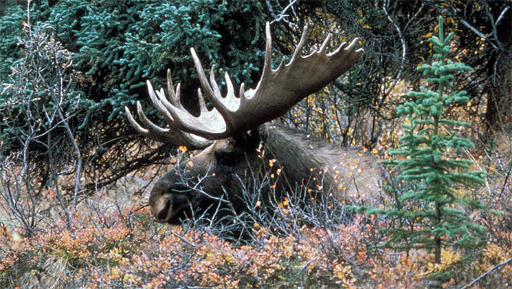 moose_2.jpg