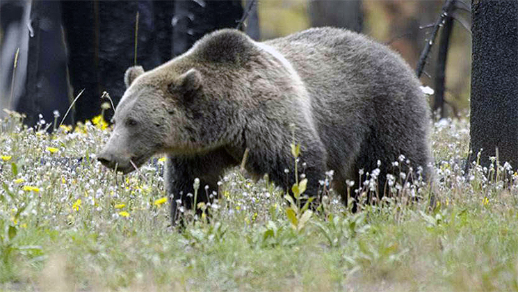 grizzly_bear_2.jpg