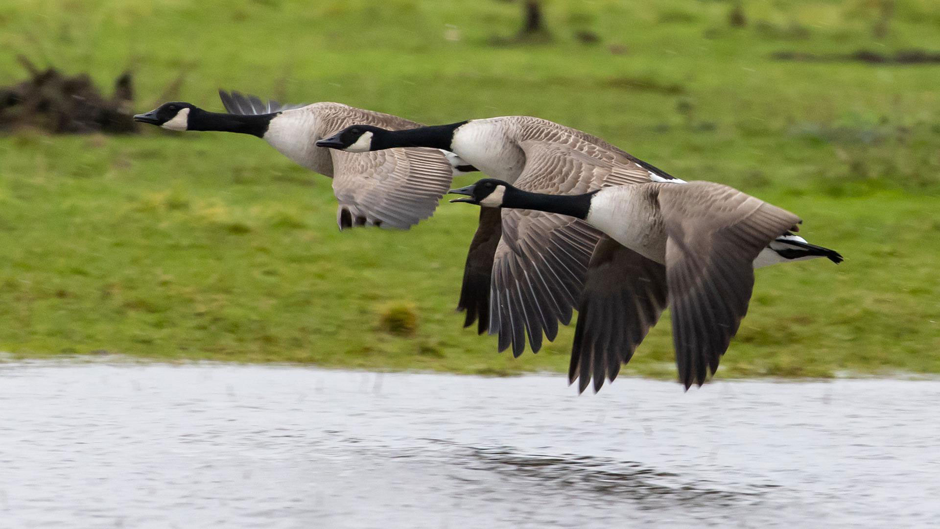 Canada goose banned us sale